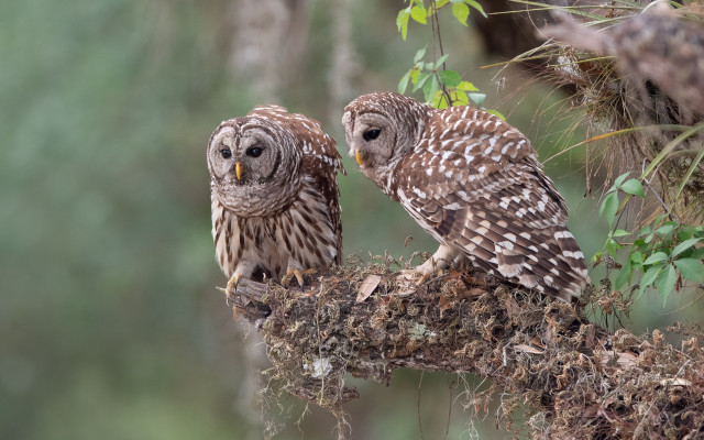 Two owls branch blurry background free wallpaper - medium preview image