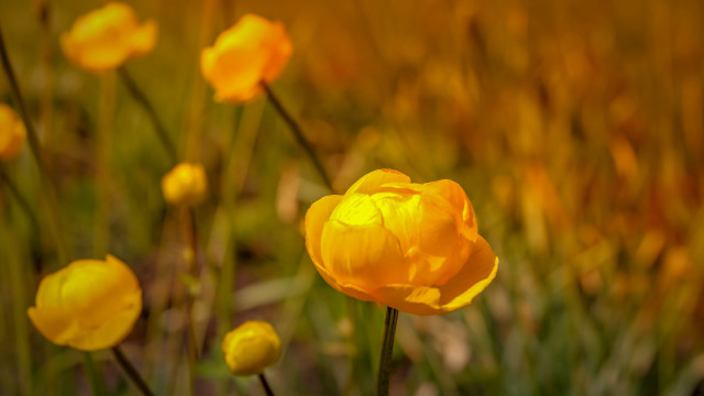 Yellow flower field autumn bokeh free wallpaper - medium preview image