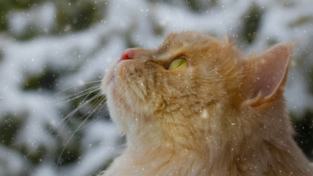 Cat snow falling head astronaut free wallpaper - medium preview image