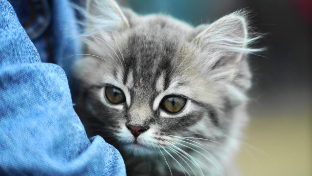 Sad kitten looking camera held free wallpaper - medium preview image