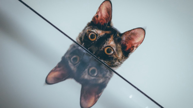 Cat reflection glass illusion symmetrical free wallpaper - medium preview image
