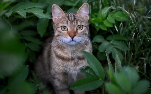 Sad cat in grass blue free wallpaper - medium preview image