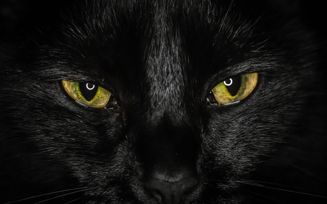 Black cat yellow eyes gothic #26 free wallpaper - medium preview image