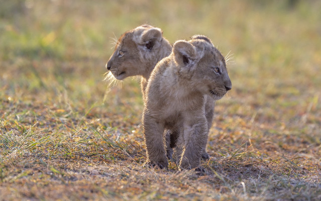 Lions autumn wildlife field blurry free wallpaper - medium preview image