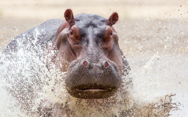 Hippo splashing water macro award free wallpaper - medium preview image