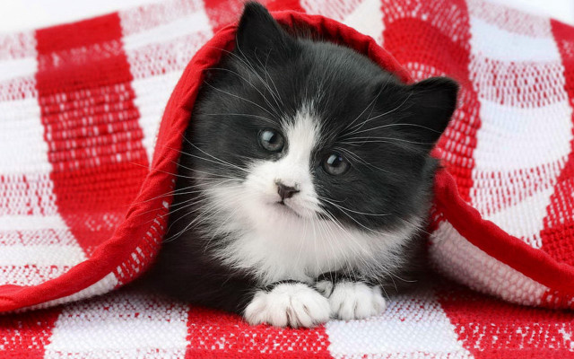 Black white kitten under blanket free wallpaper - medium preview image