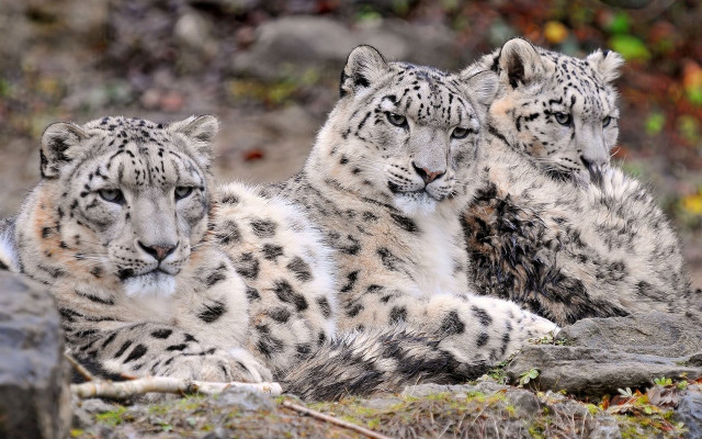 Three snow leopards wildlife photorealistic free wallpaper - medium preview image