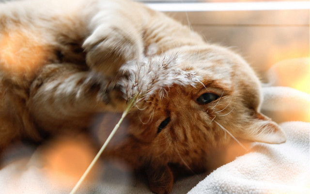 Cat back blanket stick mouth free wallpaper - medium preview image