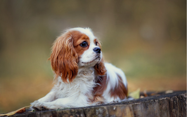 Small dog wooden log woods free wallpaper - medium preview image