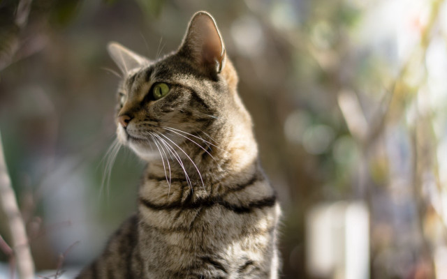 Cat sitting ledge looking up free wallpaper - medium preview image