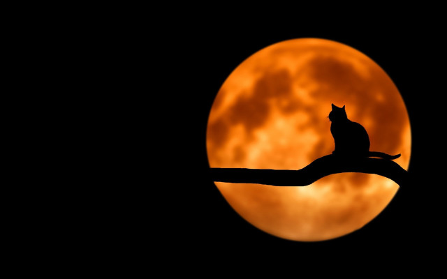 Bird moon night gothic red free wallpaper - medium preview image