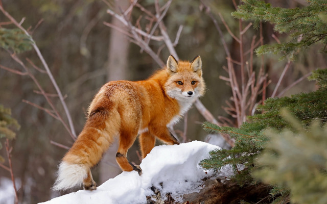 Red fox snow log woods free wallpaper - medium preview image