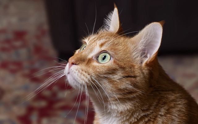 Curious cat red carpet blurry free wallpaper - medium preview image