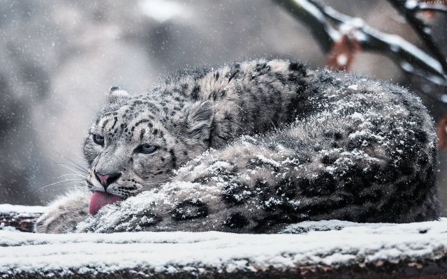 Snow leopard licking snowy table free wallpaper - medium preview image
