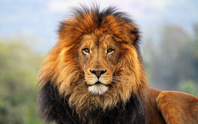 Lion mane black mane wildlife free wallpaper - medium preview image