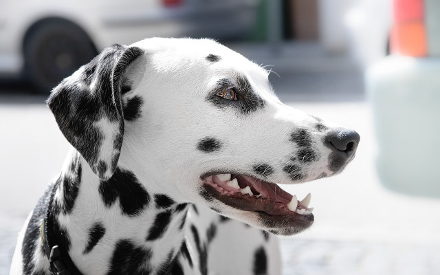 Dalmatian blackwhite face white car free wallpaper - medium preview image