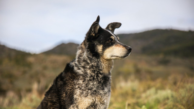 Dog field mountain blurry background free wallpaper - medium preview image
