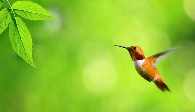 Hummingbird green leaf ecological art free wallpaper - medium preview image