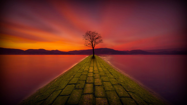 Lone tree brick walkway sunset free wallpaper - medium preview image