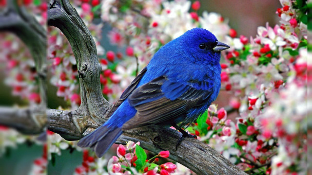 Blue bird branch flower ecological free wallpaper - medium preview image