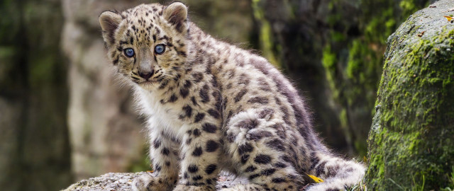 Snow leopard cub woods curious free wallpaper - medium preview image