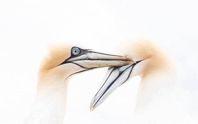Bird closeup blueeye shiny photorealistic free wallpaper - medium preview image