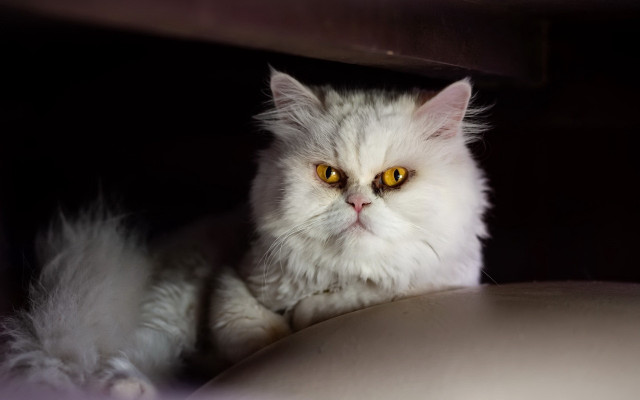 White cat yellow eyes serious #2 free wallpaper - medium preview image