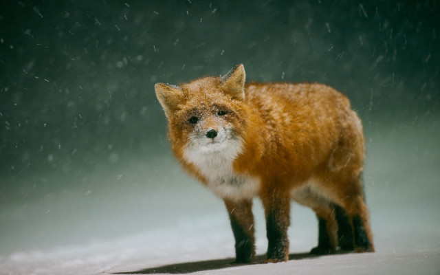 Red fox snow blurry starry free wallpaper - medium preview image