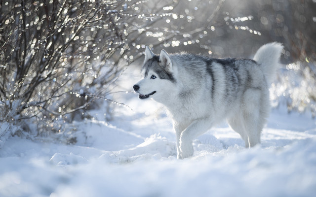 Husky snow outdoors winter nature free wallpaper - medium preview image