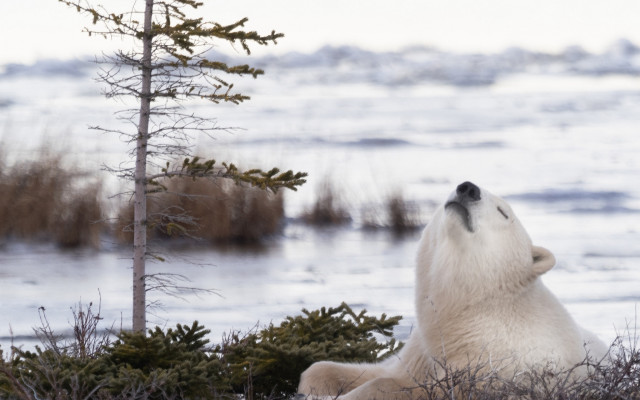 Polar bear grass tree water free wallpaper - medium preview image