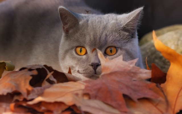 Curious yellow eyed black cat free wallpaper - medium preview image