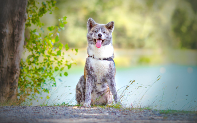Cat tongue out tree rayonism free wallpaper - medium preview image