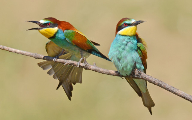 Colorful birds sitting branch wings free wallpaper - medium preview image