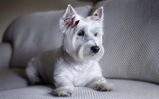 White dog couch red bow free wallpaper - medium preview image