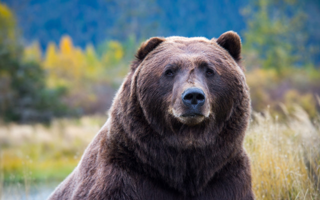 Brown bear field tall grass free wallpaper - medium preview image