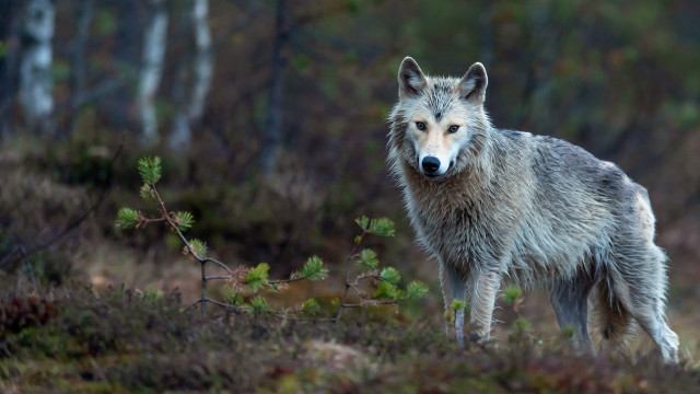 Wolf forest animal focus blurry free wallpaper - medium preview image