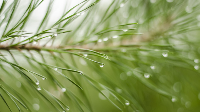 Pine water drops branch nature #2 free wallpaper - medium preview image