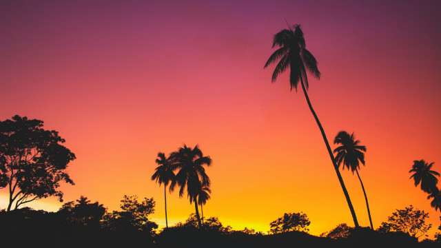 Sunset palmtrees pinksky purpleorange autumn free wallpaper - medium preview image