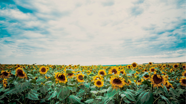 Sunflower field cloudy sky bouquet free wallpaper - medium preview image