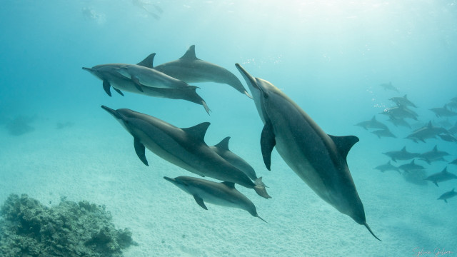 Dolphins school fish underwater rayonism free wallpaper - medium preview image