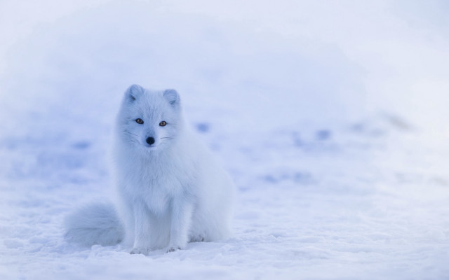 White fox snow blue eyeshadow #3 free wallpaper - medium preview image
