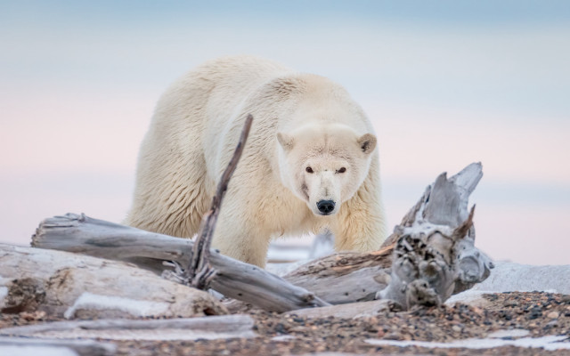 Polar bear beach log snow free wallpaper - medium preview image