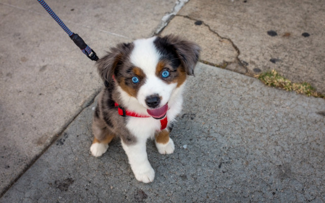 Dog blue eyes sitting sidewalk free wallpaper - medium preview image