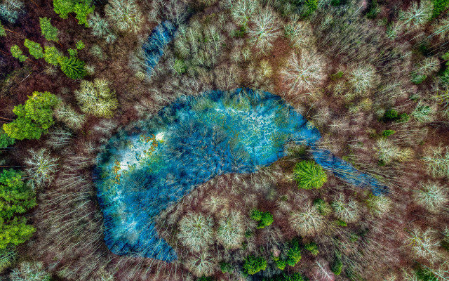 Blue bird flying over forest free wallpaper - medium preview image