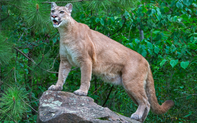 Mountain lion rock woods open free wallpaper - medium preview image