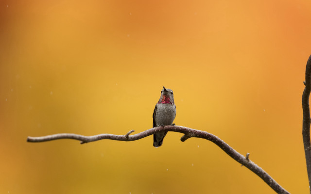 Small bird perched rain yellow free wallpaper - medium preview image