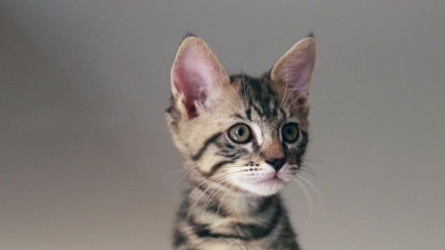 Sad kitten looking camera sitting free wallpaper - medium preview image