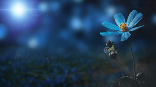 Blue flower yellow center field free wallpaper - medium preview image