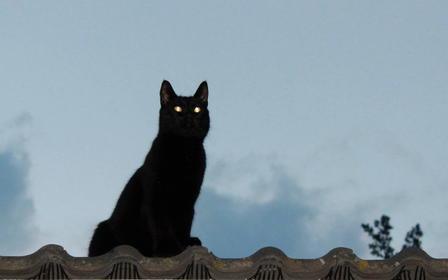 Black cat roof glowing eyes free wallpaper - medium preview image