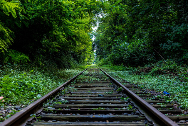 Train track trees bushes nature free wallpaper - medium preview image